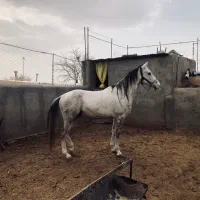 معاوضه با اسب مادیون  گوسفند و موتور و