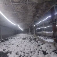 استخدام نیرو در کارخانه قارچ