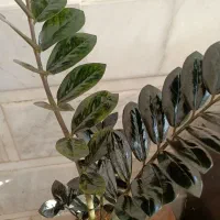 فروش ویژه زاموفیلیا بلک