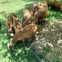 پشم گوسفند