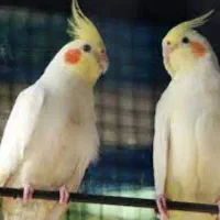 عروس هلندی نر