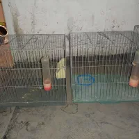 سه عدد قفس پرنده با لوازم سالم نو نو|لوازم جانبی حیوانات|تهران, استخر|دیوار