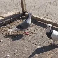 کفتر سینه ای خوش رنگ و طوقی و دم گیر ۱۵۰۰۰۰|پرنده|خمینی‌شهر, |دیوار