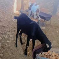 بزمری ....ونری|حیوانات مزرعه|زاهدان, |دیوار