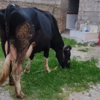 فروش فوری گاو شیری