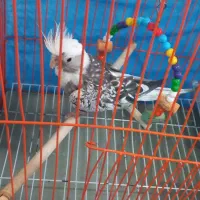 عروس هلندی جوجه وبالغ|پرنده|رشت, پاره بیجار|دیوار