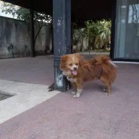جفت سگ پامر|سگ|چالوس, |دیوار