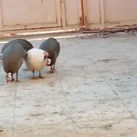 مورغ شاخک|حیوانات مزرعه|زابل, |دیوار