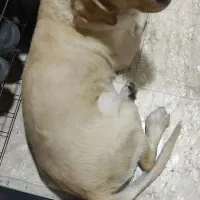 سگ لابرادور رتریور نر واگذار میشود|سگ|تهران, کوی بیمه|دیوار