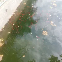 ماهی عید|ماهی|نیشابور, فضل|دیوار