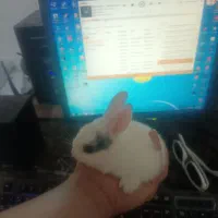 بچه خرگوش لپ