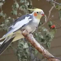 گمشده