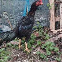 جوجه خروس لاری ۶ماه ۱۰ روزه