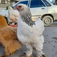 مرغ و خروس برهماه امپراطور|حیوانات مزرعه|گرگان, |دیوار