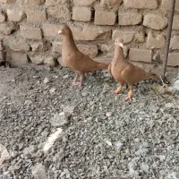 کبوتر. جفتی