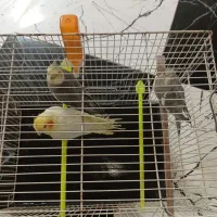 عروس هلندی با جوجه|پرنده|سرایان, |دیوار