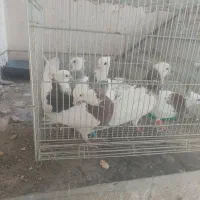 کبوتر|پرنده|لنجان, |دیوار