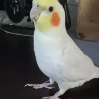 عروس هلندی نر
