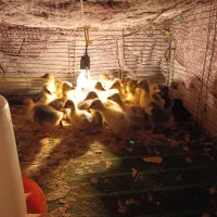 جوجه غاز سرحال