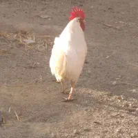 خروس|حیوانات مزرعه|نظرآباد, احمد آباد|دیوار