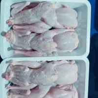 بلدرچین / گوشت بلدرچین / تخم بلدرچین|حیوانات مزرعه|شاهرود, |دیوار