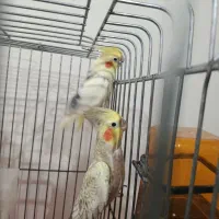 عروس هلندی|پرنده|شبستر, |دیوار