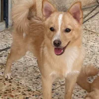 توله سگ پا کوتاه پامر|سگ|کرج, گلشهر|دیوار