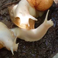 حلزون تخم گذار