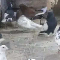 سرخ دمسفید وکله سرخ صید نر