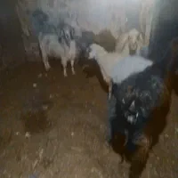 بز و گوسفند