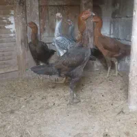 مرغ لاری ۸ ماه