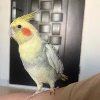 عروس هلندی سخنگو