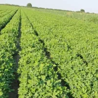 اجاره-3هکتار-زمین-برای-بادام