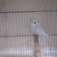 مرغ عشق نر کار داده