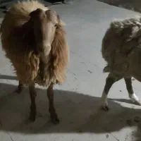 بره نر فروشی 57کیلو 340