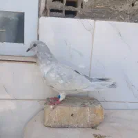 جوجه کبوتر