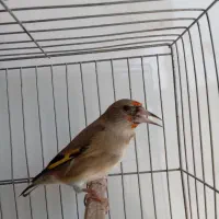سهره کرمانی|پرنده|نسیم‌شهر, |دیوار