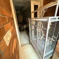 قفس کاکادو آرا کاسکو شاه طوطی