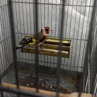 سهره لرستان یه ماه قفس و گردن کلفت|پرنده|چهارباغ, |دیوار