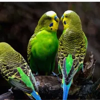 یک عددپرنده پیدا شده