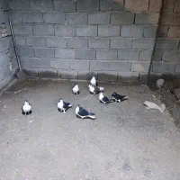 کبوتر رنگی|پرنده|بستان آباد, |دیوار