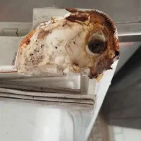 تعویض نوار و لاستیک در یخچال صنعتی وخانگی|خدمات پیشه و مهارت|تهران, فلسطین (میدان انقلاب)|دیوار