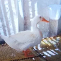 یک مرغابی سالم و سرحال