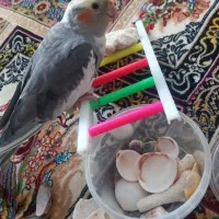 پرنده گمشده
