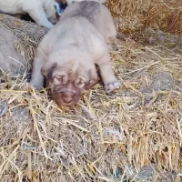 سگ سرابی|سگ|قصابه, |دیوار