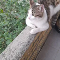 گربه خانگی