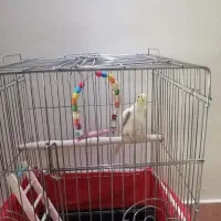 عروس هلندی لوتینو نر|پرنده|رودهن, |دیوار