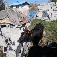 لیشه چالوسی اصیل   گاو ورزا|حیوانات مزرعه|رشت, حومه رشت|دیوار