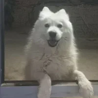 فروش سگ خانگی ب دلیل نداشتن مکان