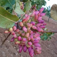 نهالستان انواع صنوبر و میوه و گردو بادام|خدمات باغبانی و درختکاری|سمیرم, |دیوار
